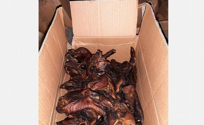 Alemania incauta murciélagos cocinados cerca de Bélgica
