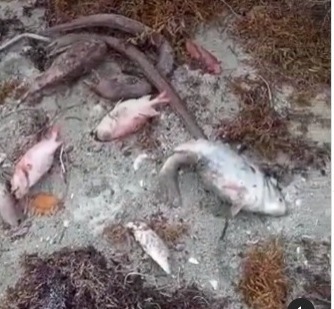Medio Ambiente toma muestra para identificar causa de muerte de peces en playa de Azua