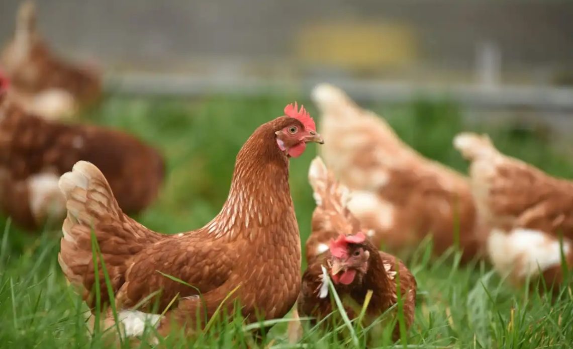Gobierno comprará gallinas a productores afectados por cierre de la frontera con Haití
