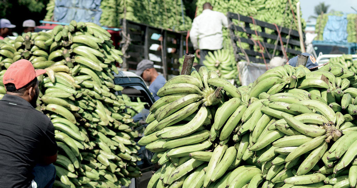 Revelan RD produce 2,800 millones de plátanos al año y 300 millones de huevos al mes
