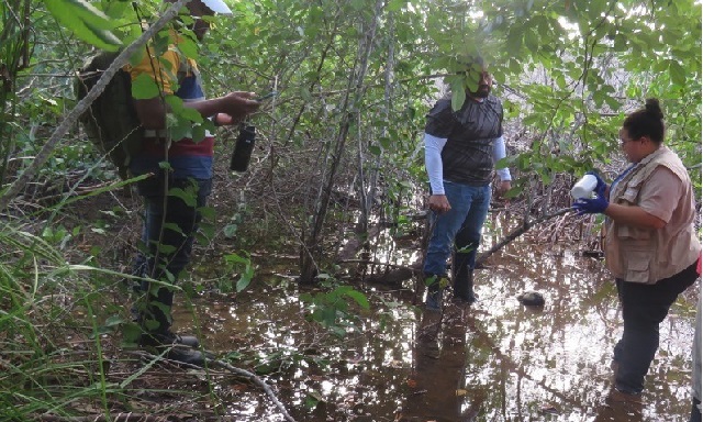 Medio Ambiente iniciará proceso de restauración del mangle rojo degradado en humedal de Samaná