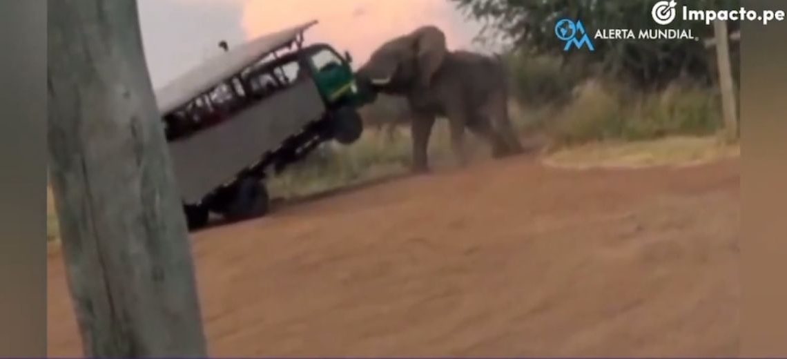 Elefante ataca camión de turistas en Sudáfrica