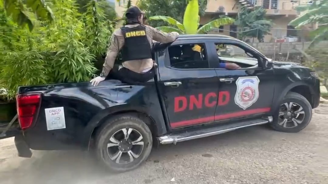 DNCD encuentra 47 matas de marihuana en Puerto Plata