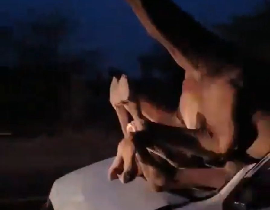 camello atrapado en carro