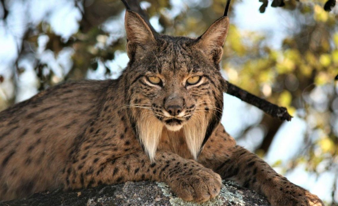 lince iberico