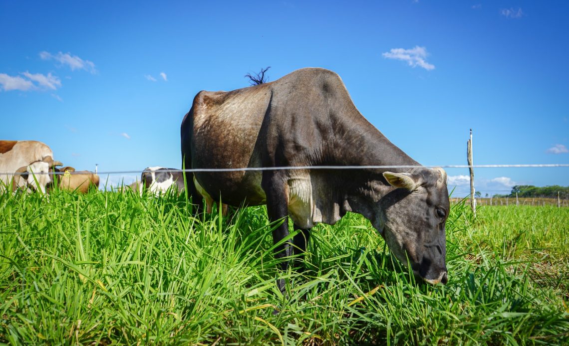 Proyecto de Mejoramiento de la Ganadería alcanza 22,000 inseminaciones bovinas en todo el país