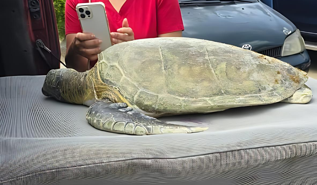 Tortuga verde encontrada en Cabrera