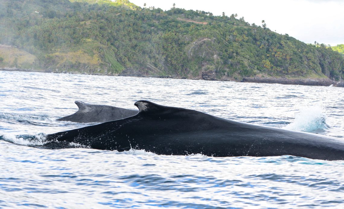 Ballenas jorobadas en Samaná