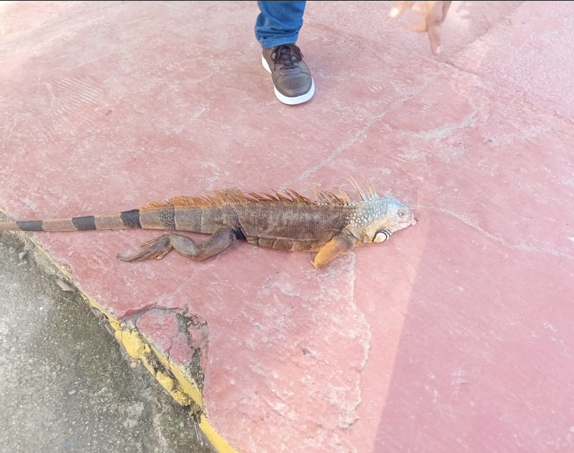 Iguanas penetran a escuela de SDO; hacen un llamado a autoridades para que las reubiquen