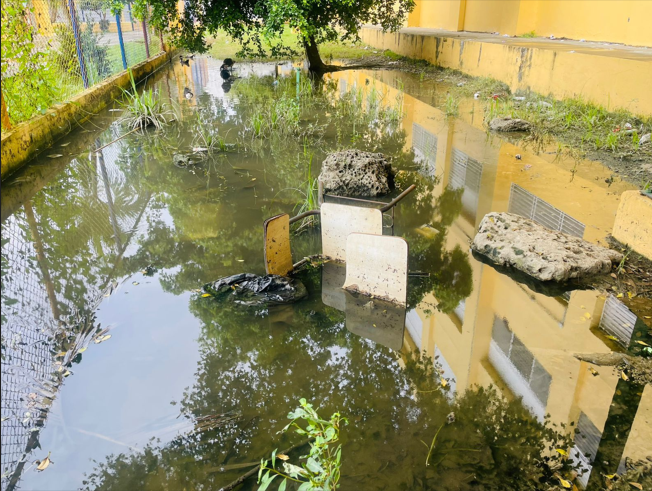 Maestros de SDO exigen intervención urgente por filtración de aguas cloacales en escuela