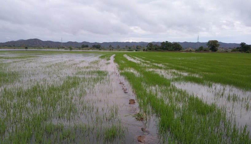 200 tareas de arroz inundadas en Valverde tras ruptura de muro del canal Mao-Gurabo