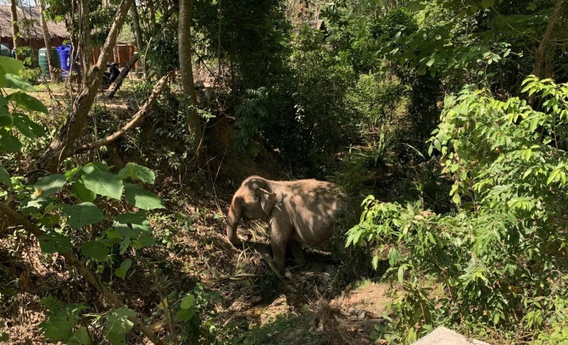 Tailandia accidente elefante