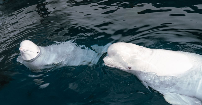 Belugas rescatadas de la guerra Rusia-Ucrania se recuperan y disfrutan su estancia en España