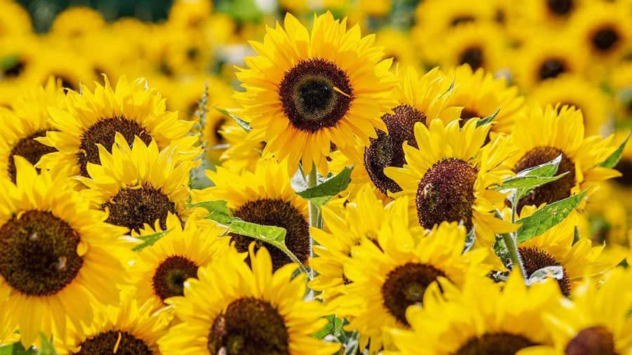 ¿Quién es Florincienta y por que se celebre el Día de las Flores Amarillas?